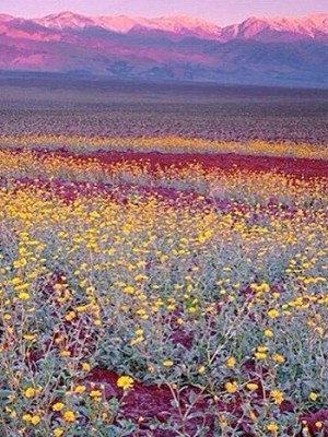 Marveling at the Super Bloom: Amy Ephron Visits Death Valley